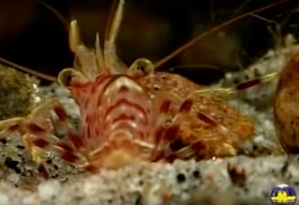 Shrimps on the Hunt