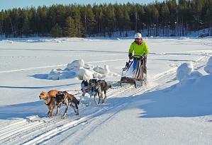 The Arctic Circle team at the Karelian Dog Sledding Championship
