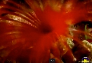 Seaflower
