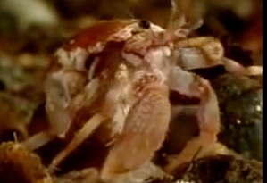 A Starfish and a Hermit Crab