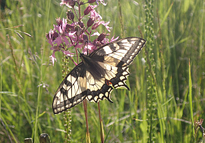 Papilio machaon, the Old World swallowtail