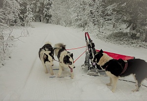 Snow at “The Arctic Circle”! See our sled dogs’ winter training